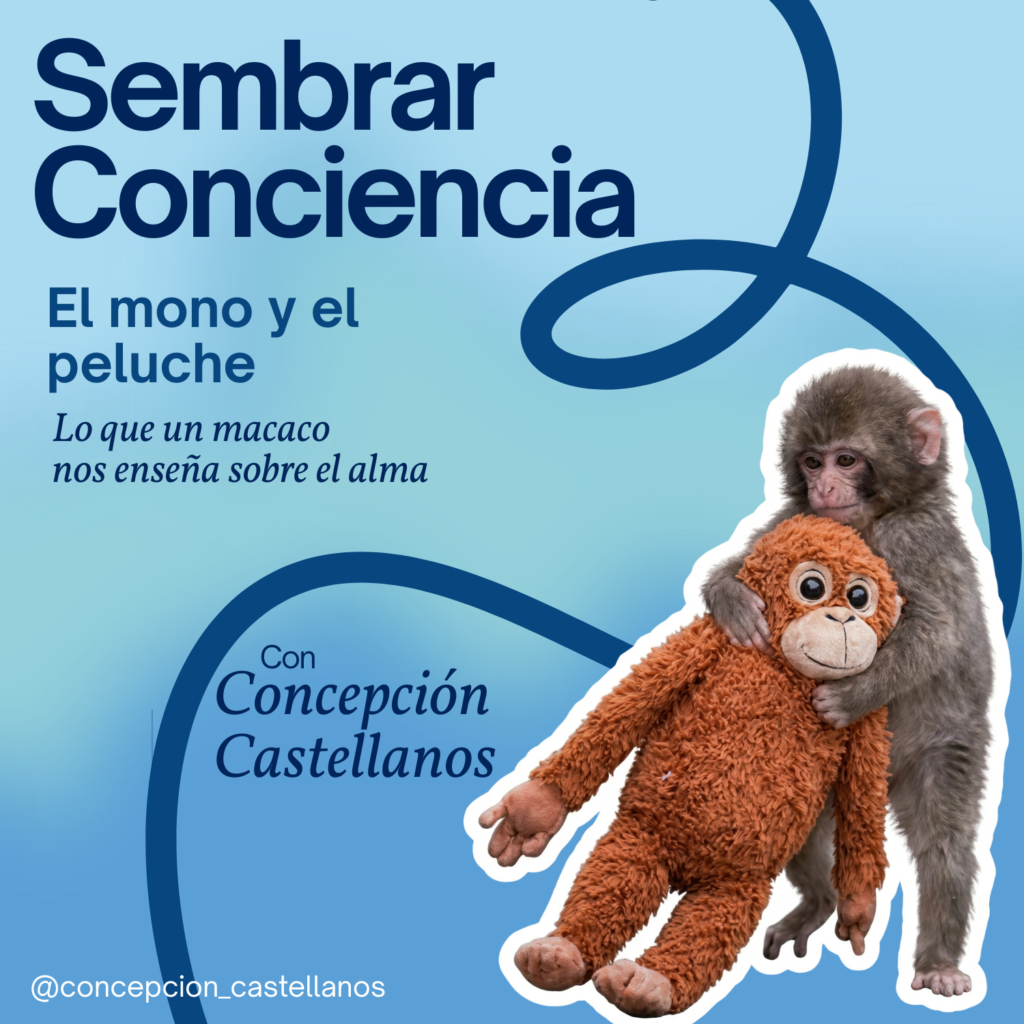 #007 Punch, el mono y el peluche: lo que un macaco nos enseña sobre el alma
